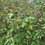 Image result for Croton dichogamus