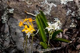 Image result for Rangaeris muscicola