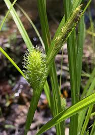 Image result for Carex lycurus