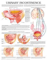 Urinary Incontinence Google Search Urinary Incontinence Urinary Incontinence Remedies Bladder Incontinence