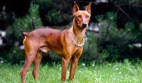 German Pinscher Breed Information German Pinscher German Dog Breeds Unique Dog Breeds