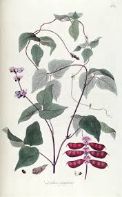 Image result for Dolichos trinervatus