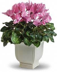 Maybe you would like to learn more about one of these? Plants Delivery Big Spring Tx Faye S Flowers Inc