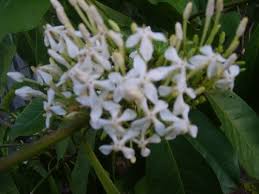 Image result for Ixora praetermissa