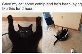 Let S Face It You Just Can T Get A Black Cat Cute Funny Animals Funny Animal Pictures Funny Animals