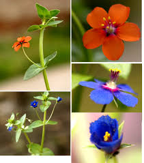 Image result for Lysimachia arvensis