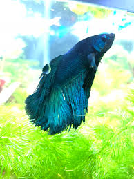 Fin rot is a common symptom of a bacterial disease that can affect a variety of fish, from betta fish to goldfish. Do The Black Dots On His Fin Normal Is It Fin Rot Bettafish