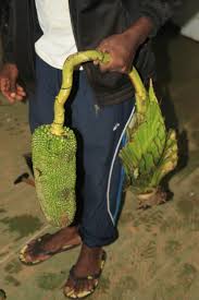 Image result for Pandanus candelabrum