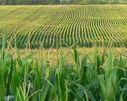 Corn Field Corn Farmer Gmo Facts Gmo Corn