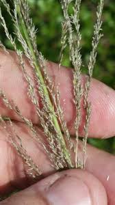 Image result for Sporobolus coromandelianus