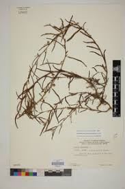 Image result for Cassia angolensis