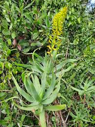 Image result for Aloiampelos tenuior