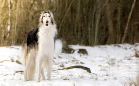 Parcourez notre sélection de chien bleu : Le Barzoi Ou Levrier Russe Caractere Education Sante Prix Race De Chien