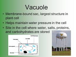 We did not find results for: The Cell History And Theory Chapter 7 Powerpoint 2 Honors Biology Ppt Video Online Download