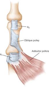 These terms come from the latin words with the same meaning. Primary Care Of Flexor Tendon Injuries Musculoskeletal Key