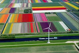 The holland tulip festival ( and not the amsterdam tulip festival as the fields are outside amsterdam) draws about a million visitors each year and with good reason. Tulip Farm In Holland Pics