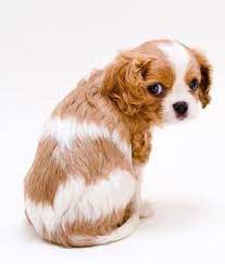 Cavalier King Charles Spaniel Blenheim Coat Puppy King Charles Cavalier Spaniel Puppy King Charles Spaniel Cavalier King Charles Spaniel