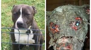 Temps de chien rotten weather. Retrouve Vivant Et En Etat De Decomposition Avancee Ce Chien A Du Etre Euthanasie