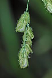 Image result for Leersia