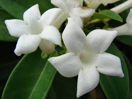 Chissà, magari stavi pensando di regalare un bel bouquet di fiori recisi o ne hai appena ricevuto uno! Gelsomino Uno Dei Fiori Piu Profumati E Piu Amati Del Giardino