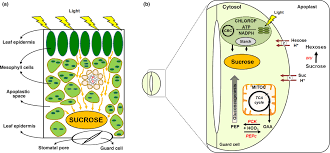 What is the role of guard cells in photosynthesis. Roles Of Sucrose In Guard Cell Regulation Daloso 2016 New Phytologist Wiley Online Library