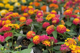 You can also sell flowers in your vending machines. Deer Resistant Plants The Farm Girl Gabs