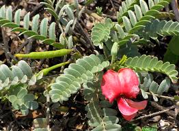 Image result for Sesbania sericea
