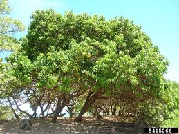 Image result for Thespesia