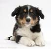 Blue Merle Tri Coloured Border Collie