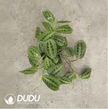 Image result for Marantaceae