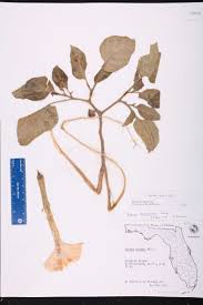 Image result for Datura inoxia