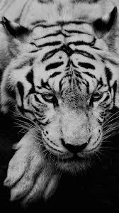 White Siberian Tiger Iphone 6 Wallpaper Download Iphone Wallpapers Ipad Wallpapers One Stop Download Wild Animal Wallpaper Pet Tiger Tiger Wallpaper