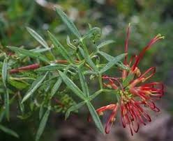 Image result for Bridelia ripicola