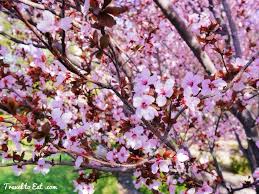 It bears sprays of red and yellow. Spring Flowers In Las Vegas Travel To Eat
