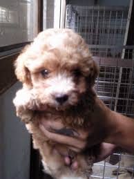 Join millions of people using oodle to find puppies for adoption, dog and puppy listings, and other pets adoption. Cockapoo Puppies For Sale Puppies For Sale Dogs For Sale Dog Breeders Dog Kennel Kitten For Sale Cat For Sale