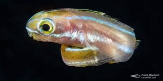 Image result for Blepharis buchneri