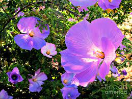 See the rare family photo here. Pretty Purple Flowers Of Arizona Photograph By Michaline Bak