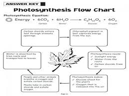 (6 h2o + 6 co2 + light energy → c6h12o6 + 6 o2) how are these equations related? Photosynthesis And Cellular Respiration Review Worksheet Answer Key Photosynthesis Worksheet Photosynthesis And Cellular Respiration Photosynthesis