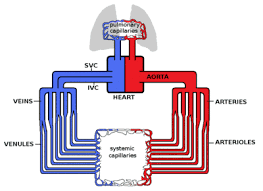 Artery vein capillary comparison.png 1,416 × 672; Hemodynamics Wikipedia