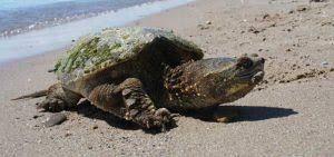 Snapping Turtle Ontario Nature Advocate For Nature