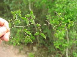 Image result for Pellaea angulosa