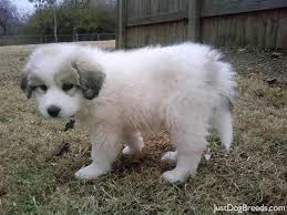 Black And White Great Pyrenees Dog Pin By Katyanna On Puppies And Dogs Great Pyrenees Dog Great Pyrenees Top Dog Breeds