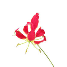 Image result for Gloriosa sessiliflora