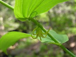 Image result for Streptopetalum