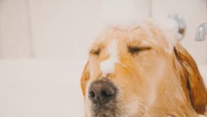Healthy dogs who spend most of their time inside may only need to be bathed a few times a year to control natural 'doggy odors.'. How Often Should You Bathe Your Dog Dog Grooming Tips