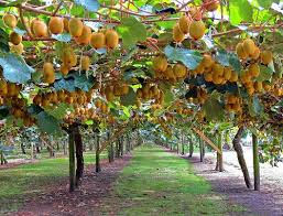 As with most fruiting plants, use a fertilizer that has a high middle number like arts garden pro fruit tree and berry food. Do Kiwis Grow On Trees Where Are Kiwis Grown Balcony Garden Web