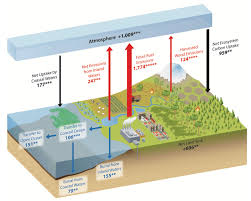 Tracking The Carbon Cycle In North America 2018 Report Geography Realm
