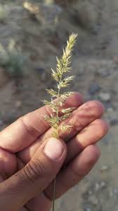 Image result for Enneapogon cenchroides