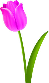 Pngtree provides millions of free png, vectors, clipart images and psd graphic resources for designers.| 271118 Tulip Flower Petal Purple Clip Art Png Download Full Size Clipart 441256 Pinclipart