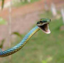 Cobra Cipo Ou Cobra Verde Tudo Sobre Cobras Cobra verde de cipó cobra foi, cobra é. ou cobra verde tudo sobre cobras